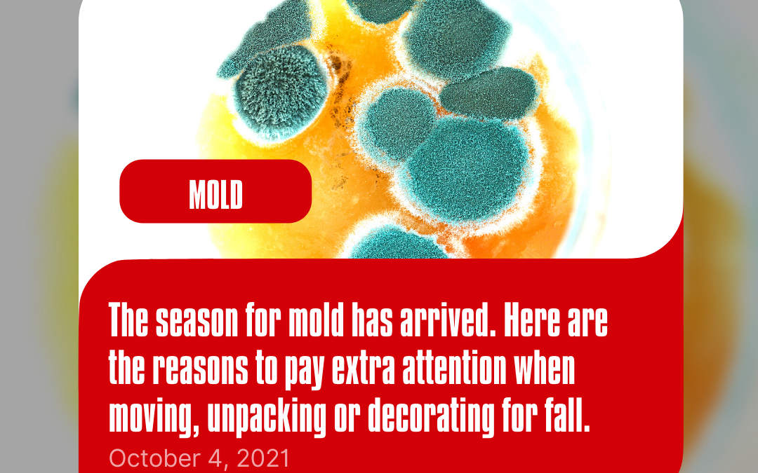 Mold Remediation Experts