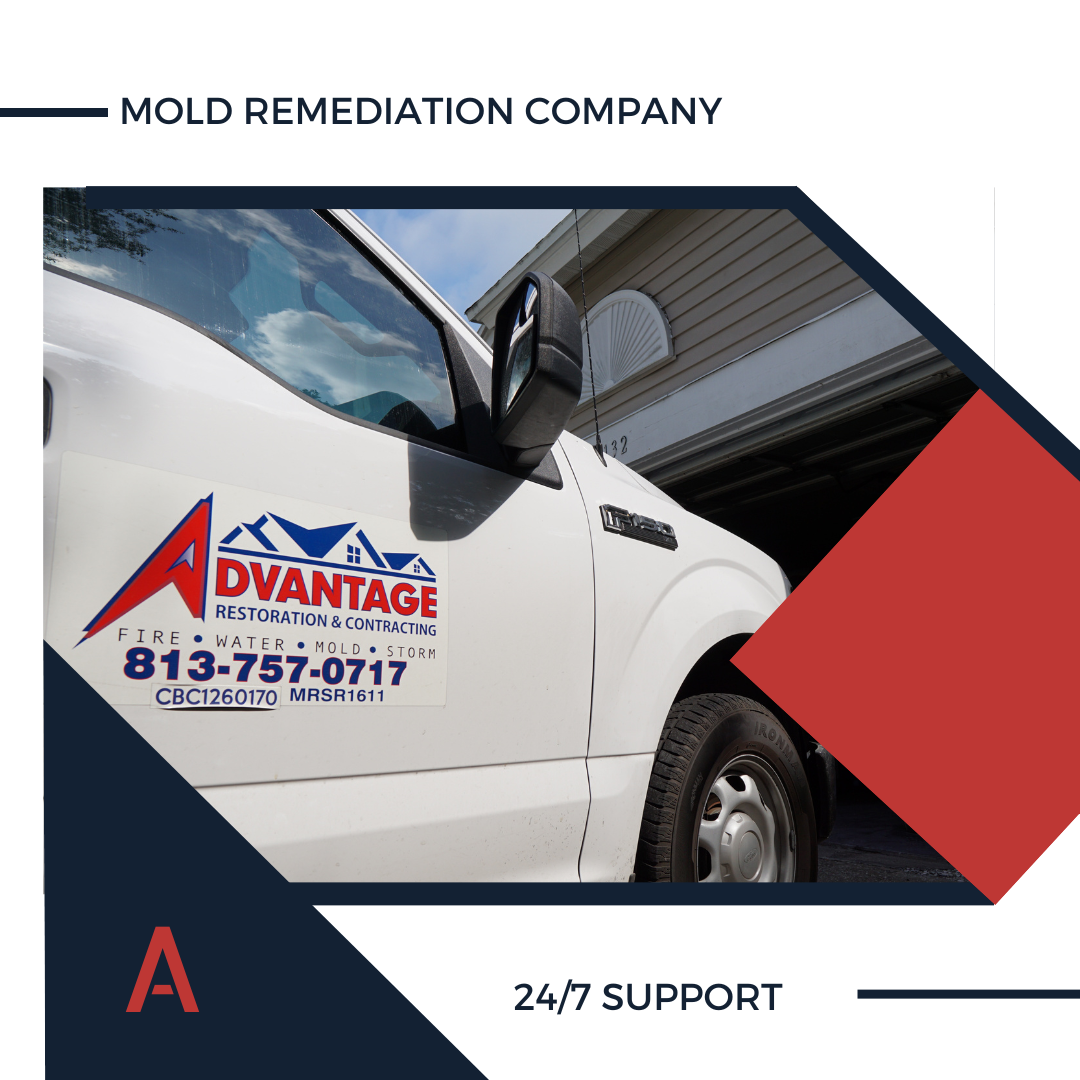 MOLD REMEDIATION